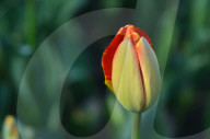 NEWS - Pakistan: Tulpenausstellung in Lahore