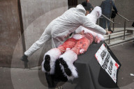NEWS - Paris: PETA setzt sich für Angorahasen ein