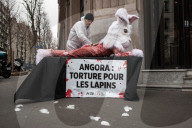 NEWS - Paris: PETA setzt sich für Angorahasen ein