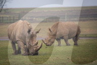 FEATURE - Nashörner Otto und Makusi im Woburn Safari Park
