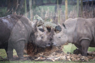 FEATURE - Nashörner Otto und Makusi im Woburn Safari Park