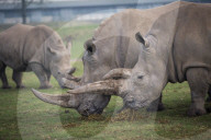 FEATURE - Nashörner Otto und Makusi im Woburn Safari Park