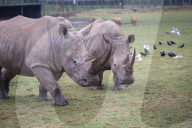 FEATURE - Nashörner Otto und Makusi im Woburn Safari Park