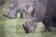 FEATURE - Nashörner Otto und Makusi im Woburn Safari Park