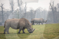 FEATURE - Nashörner Otto und Makusi im Woburn Safari Park