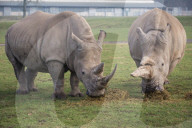 FEATURE - Nashörner Otto und Makusi im Woburn Safari Park