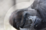 FEATURE - Gorilla "Malabo" will beim Mittagsschlaf nicht gestört werden