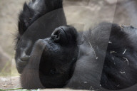 FEATURE - Gorilla "Malabo" will beim Mittagsschlaf nicht gestört werden