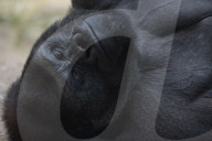 FEATURE - Gorilla "Malabo" will beim Mittagsschlaf nicht gestört werden