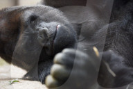 FEATURE - Gorilla "Malabo" will beim Mittagsschlaf nicht gestört werden