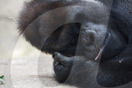 FEATURE - Gorilla "Malabo" will beim Mittagsschlaf nicht gestört werden