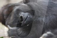 FEATURE - Gorilla "Malabo" will beim Mittagsschlaf nicht gestört werden