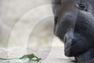 FEATURE - Gorilla "Malabo" will beim Mittagsschlaf nicht gestört werden