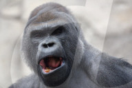 FEATURE - Gorilla "Malabo" will beim Mittagsschlaf nicht gestört werden