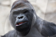 FEATURE - Gorilla "Malabo" will beim Mittagsschlaf nicht gestört werden