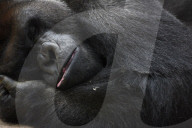 FEATURE - Gorilla "Malabo" will beim Mittagsschlaf nicht gestört werden