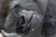 FEATURE - Gorilla "Malabo" will beim Mittagsschlaf nicht gestört werden