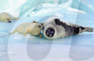 FEATURE - Robben-Babys auf der Magdalena Insel in Kanada