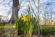 NEWS - Wetter: Die ersten Frühlingsboten zeigen sich