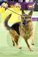 FEATURE - Hundeparade: Westminster Dog Show in New York