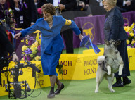 FEATURE - Hundeparade: Westminster Dog Show in New York