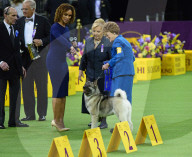 FEATURE - Hundeparade: Westminster Dog Show in New York