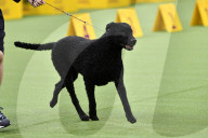 FEATURE - Hundeparade: Westminster Dog Show in New York