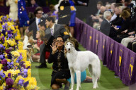 FEATURE - Hundeparade: Westminster Dog Show in New York
