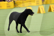 FEATURE - Hundeparade: Westminster Dog Show in New York