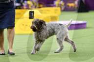 FEATURE - Hundeparade: Westminster Dog Show in New York