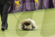 FEATURE - Hundeparade: Westminster Dog Show in New York