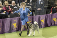FEATURE - Hundeparade: Westminster Dog Show in New York