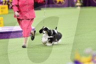 FEATURE - Hundeparade: Westminster Dog Show in New York