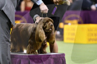 FEATURE - Hundeparade: Westminster Dog Show in New York