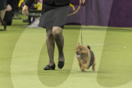 FEATURE - Hundeparade: Westminster Dog Show in New York
