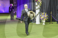 FEATURE - Hundeparade: Westminster Dog Show in New York