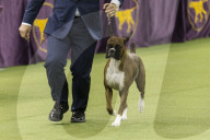 FEATURE - Hundeparade: Westminster Dog Show in New York