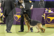 FEATURE - Hundeparade: Westminster Dog Show in New York