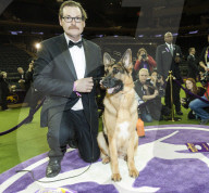 FEATURE - Hundeparade: Westminster Dog Show in New York