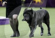 FEATURE - Hundeparade: Westminster Dog Show in New York