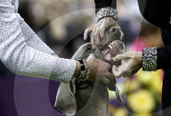 FEATURE - Hundeparade: Westminster Dog Show in New York