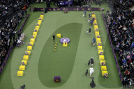 FEATURE - Hundeparade: Westminster Dog Show in New York
