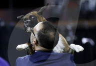 FEATURE - Hundeparade: Westminster Dog Show in New York