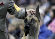 FEATURE - Hundeparade: Westminster Dog Show in New York