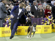 FEATURE - Hundeparade: Westminster Dog Show in New York