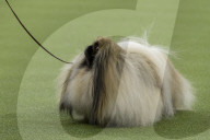 FEATURE - Hundeparade: Westminster Dog Show in New York