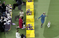 FEATURE - Hundeparade: Westminster Dog Show in New York