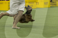 FEATURE - Hundeparade: Westminster Dog Show in New York