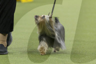 FEATURE - Hundeparade: Westminster Dog Show in New York