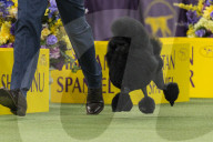 FEATURE - Hundeparade: Westminster Dog Show in New York